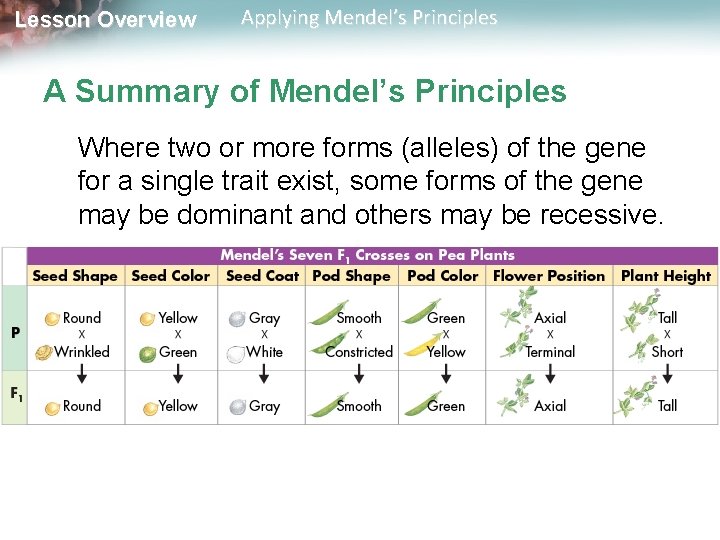 Lesson Overview Applying Mendel’s Principles A Summary of Mendel’s Principles Where two or more