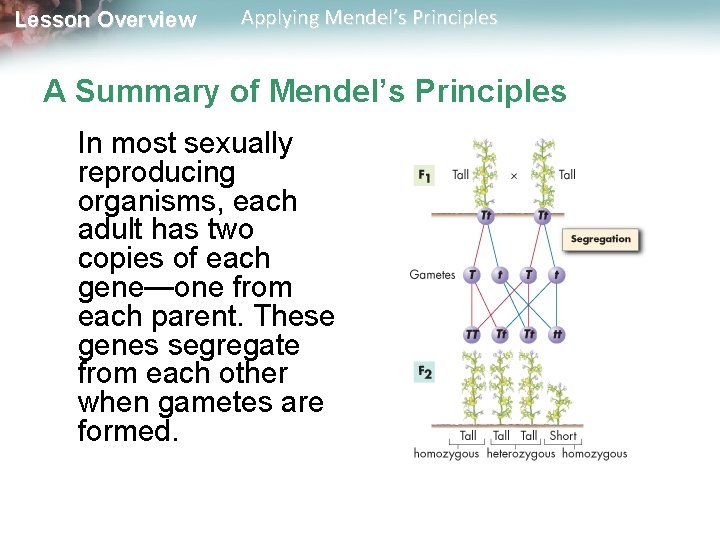 Lesson Overview Applying Mendel’s Principles A Summary of Mendel’s Principles In most sexually reproducing