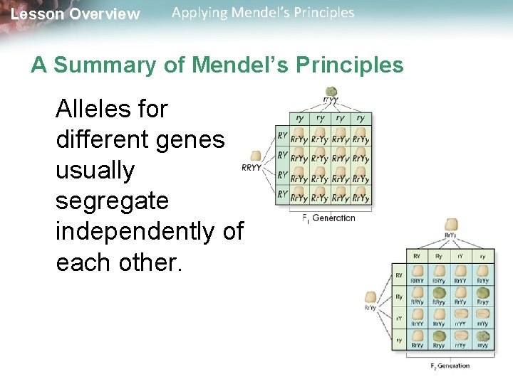 Lesson Overview Applying Mendel’s Principles A Summary of Mendel’s Principles Alleles for different genes