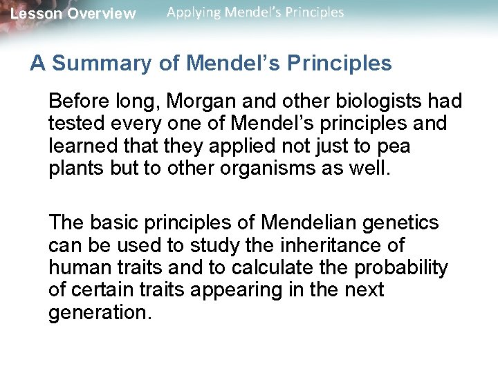 Lesson Overview Applying Mendel’s Principles A Summary of Mendel’s Principles Before long, Morgan and