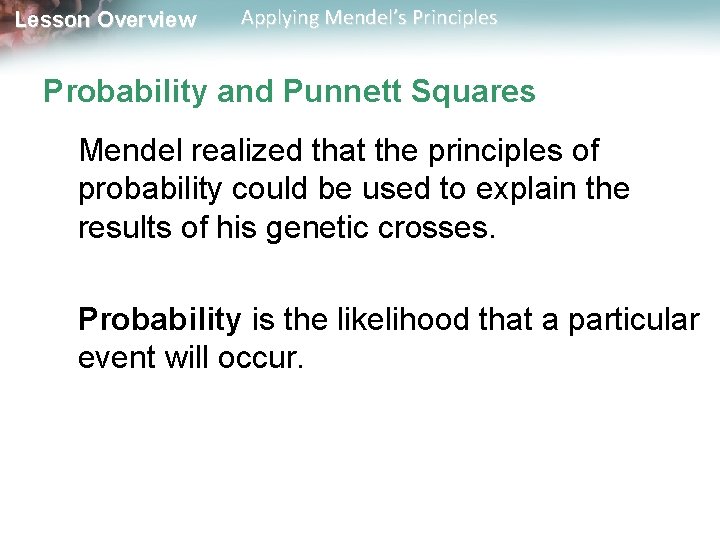 Lesson Overview Applying Mendel’s Principles Probability and Punnett Squares Mendel realized that the principles