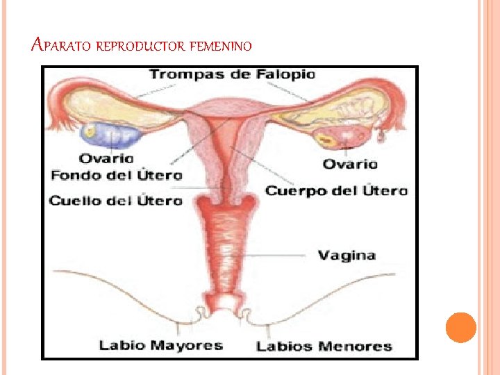 APARATO REPRODUCTOR FEMENINO APARATO REPRODUCTOR FEMENINO