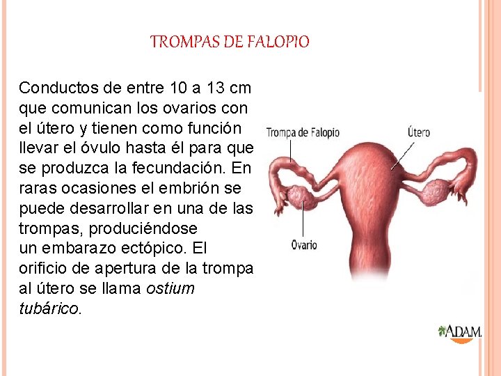 TROMPAS DE FALOPIO Conductos de entre 10 a 13 cm que comunican los ovarios TROMPAS DE FALOPIO Conductos de entre 10 a 13 cm que comunican los ovarios