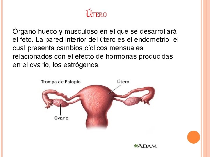 ÚTERO Órgano hueco y musculoso en el que se desarrollará el feto. La pared ÚTERO Órgano hueco y musculoso en el que se desarrollará el feto. La pared