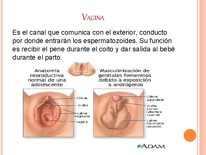 VAGINA Es el canal que comunica con el exterior, conducto por donde entrarán los VAGINA Es el canal que comunica con el exterior, conducto por donde entrarán los