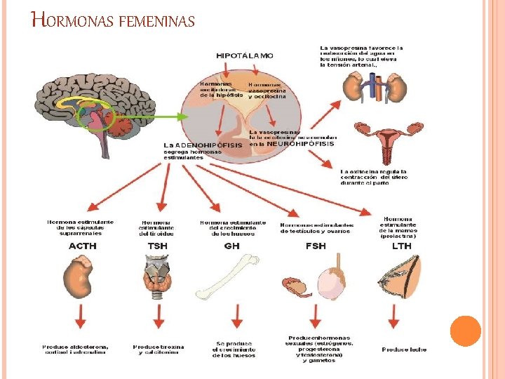 HORMONAS FEMENINAS HORMONAS FEMENINAS