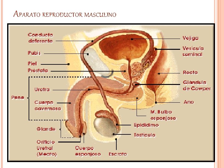 APARATO REPRODUCTOR MASCULINO APARATO REPRODUCTOR MASCULINO
