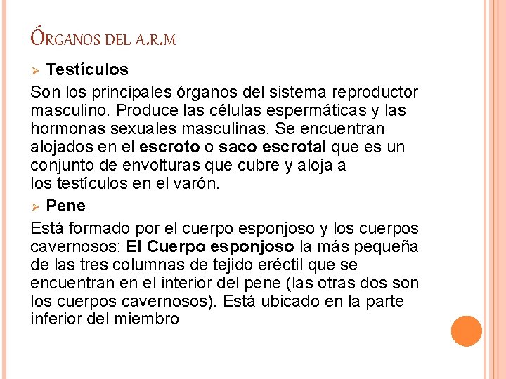 ÓRGANOS DEL A. R. M Testículos Son los principales órganos del sistema reproductor masculino. ÓRGANOS DEL A. R. M Testículos Son los principales órganos del sistema reproductor masculino.