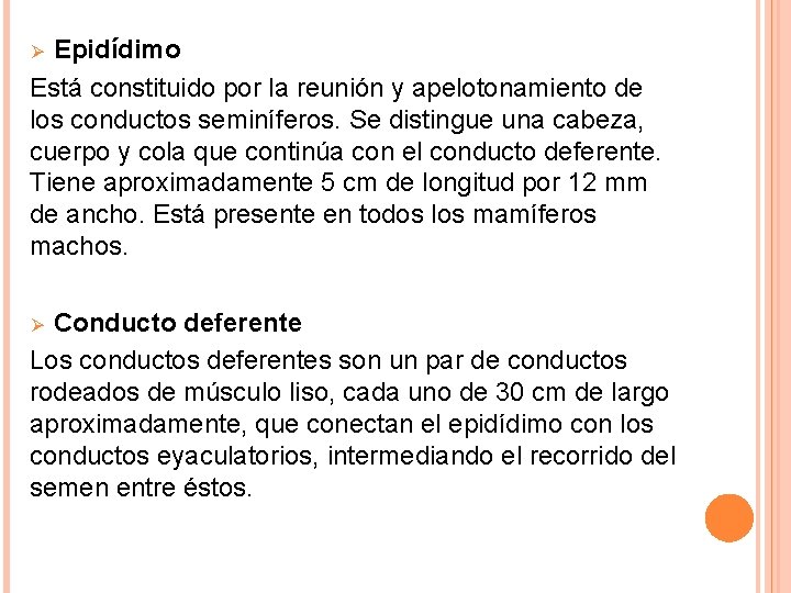 Epidídimo Está constituido por la reunión y apelotonamiento de los conductos seminíferos. Se distingue Epidídimo Está constituido por la reunión y apelotonamiento de los conductos seminíferos. Se distingue