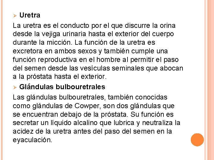Uretra La uretra es el conducto por el que discurre la orina desde la Uretra La uretra es el conducto por el que discurre la orina desde la