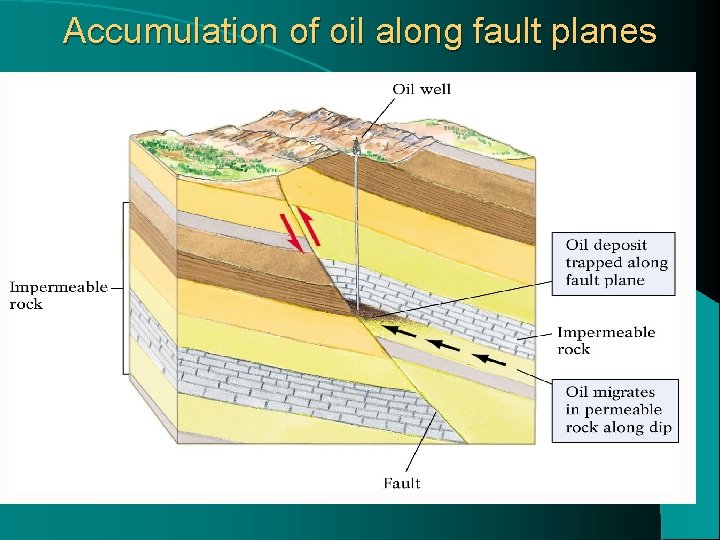 Accumulation of oil along fault planes 