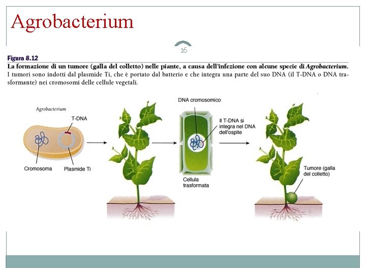 Agrobacterium 16 