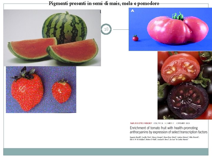 Pigmenti presenti in semi di mais, mela e pomodoro 18 