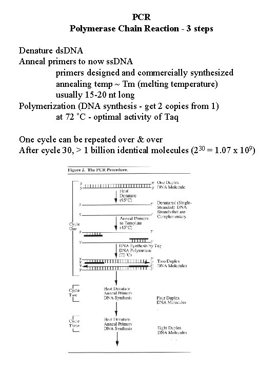PCR Polymerase Chain Reaction - 3 steps Denature ds. DNA Anneal primers to now
