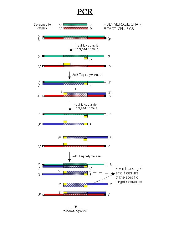 PCR 