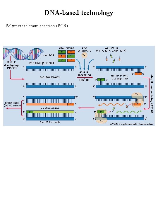 DNA-based technology Polymerase chain reaction (PCR) 