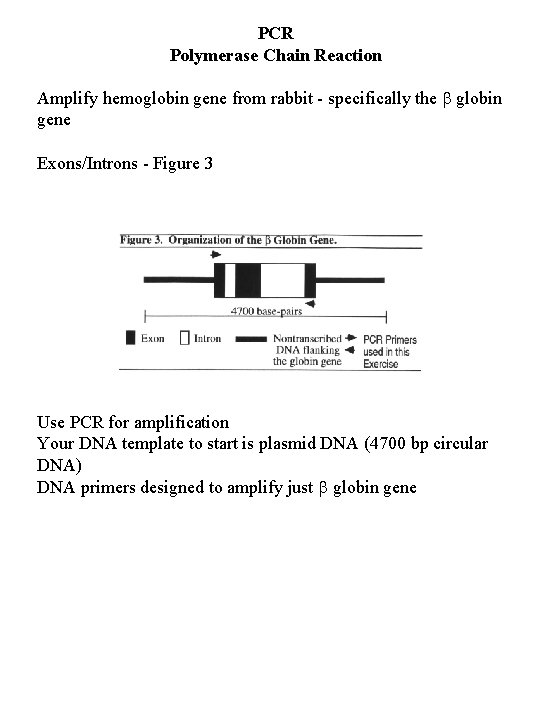 PCR Polymerase Chain Reaction Amplify hemoglobin gene from rabbit - specifically the globin gene