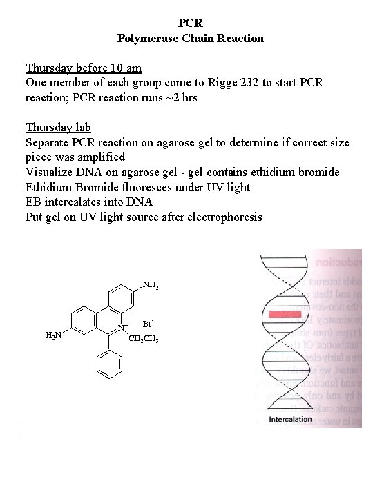 PCR Polymerase Chain Reaction Thursday before 10 am One member of each group come