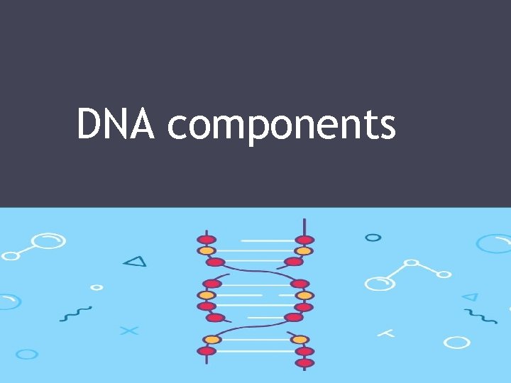DNA components 