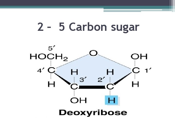 2 – 5 Carbon sugar 