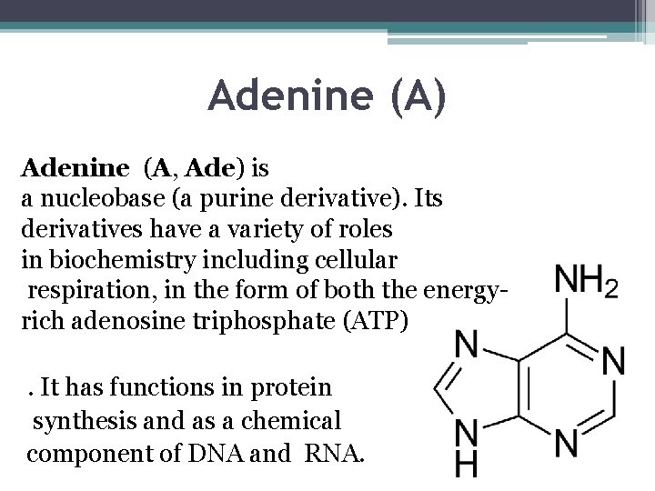 Adenine (A) Adenine (A, Ade) is a nucleobase (a purine derivative). Its derivatives have