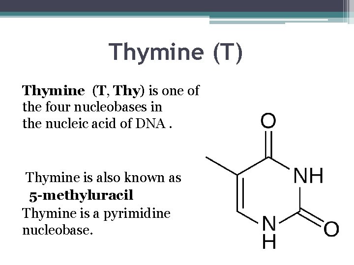 Thymine (T) Thymine (T, Thy) is one of the four nucleobases in the nucleic