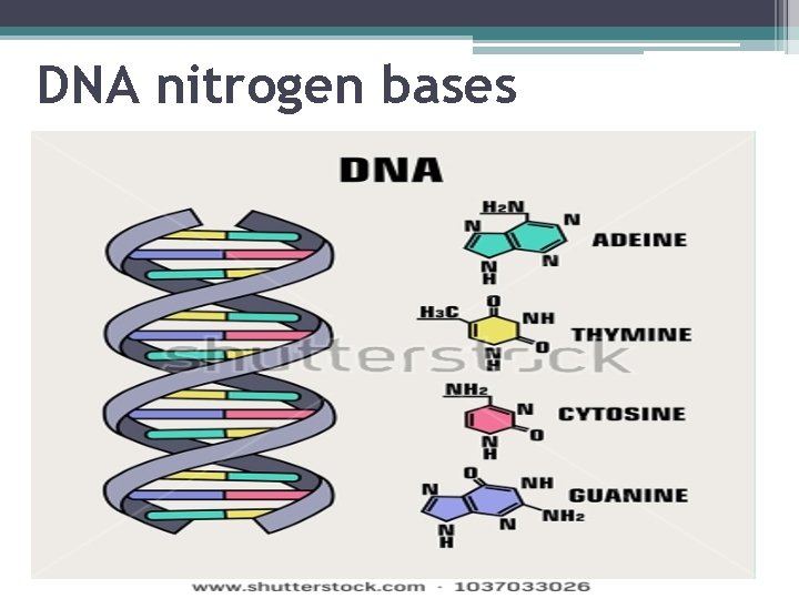 DNA nitrogen bases 
