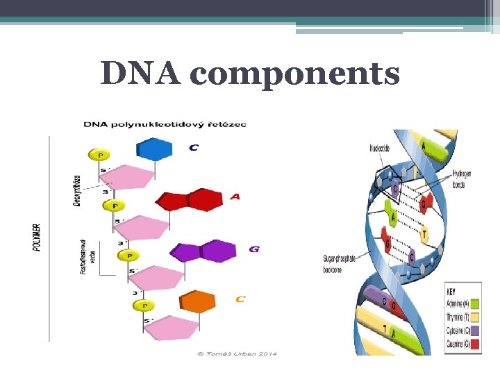 DNA components 