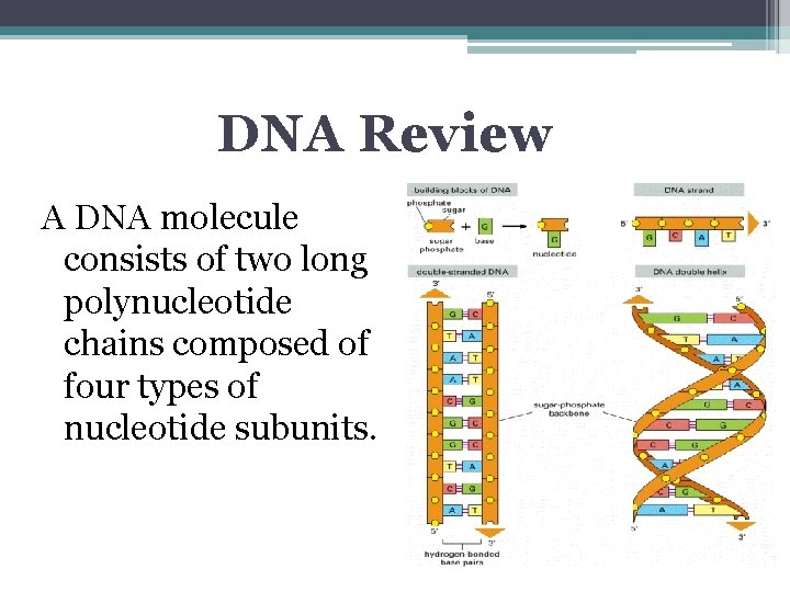 DNA Review A DNA molecule consists of two long polynucleotide chains composed of four