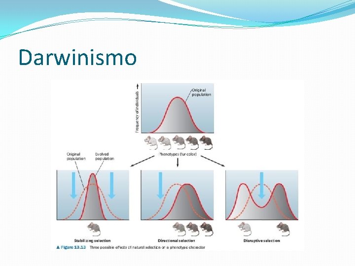 Darwinismo 
