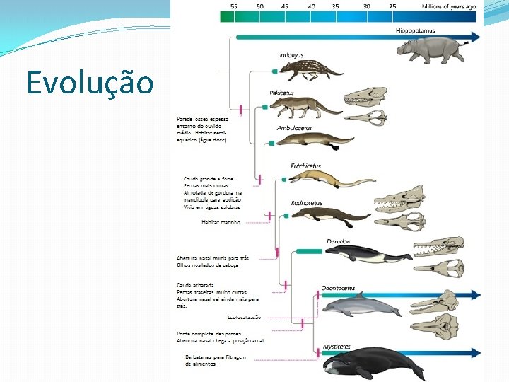 Evolução 