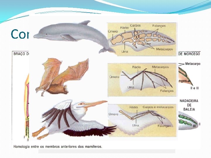 Comprovação da Evolução 