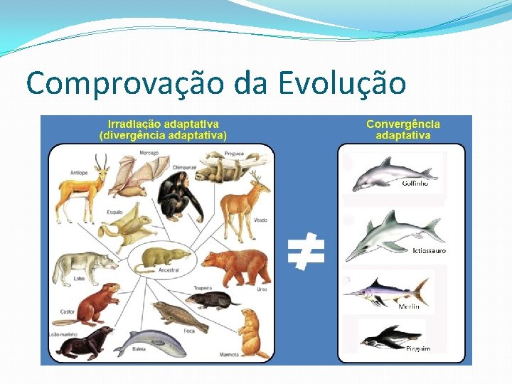 Comprovação da Evolução 