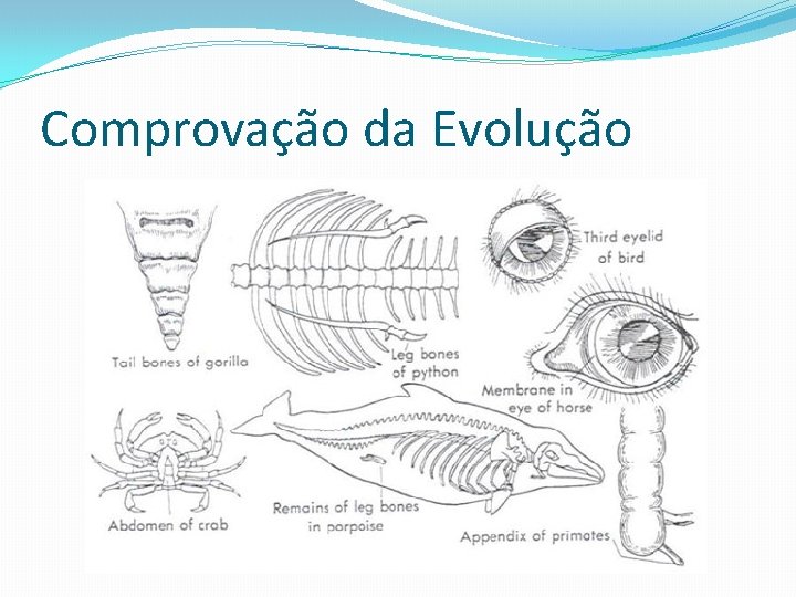 Comprovação da Evolução 