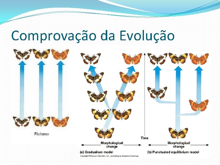 Comprovação da Evolução 