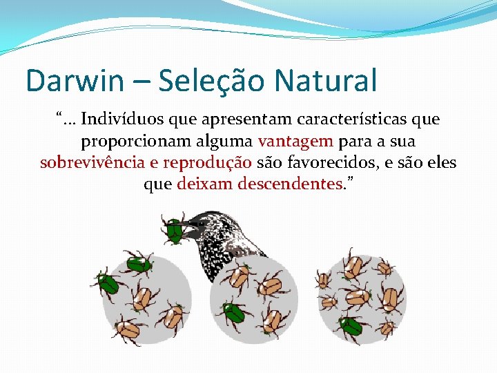 Darwin – Seleção Natural “. . . Indivíduos que apresentam características que proporcionam alguma