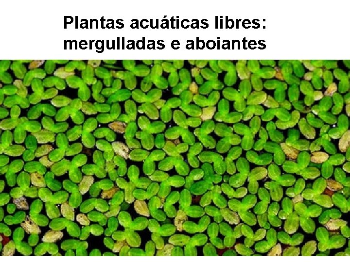 Plantas acuáticas libres: mergulladas e aboiantes 