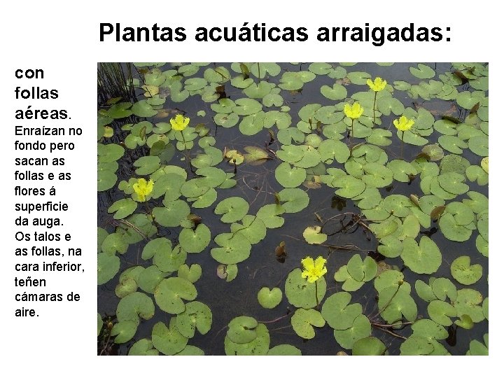 Plantas acuáticas arraigadas: con follas aéreas. Enraízan no fondo pero sacan as follas e