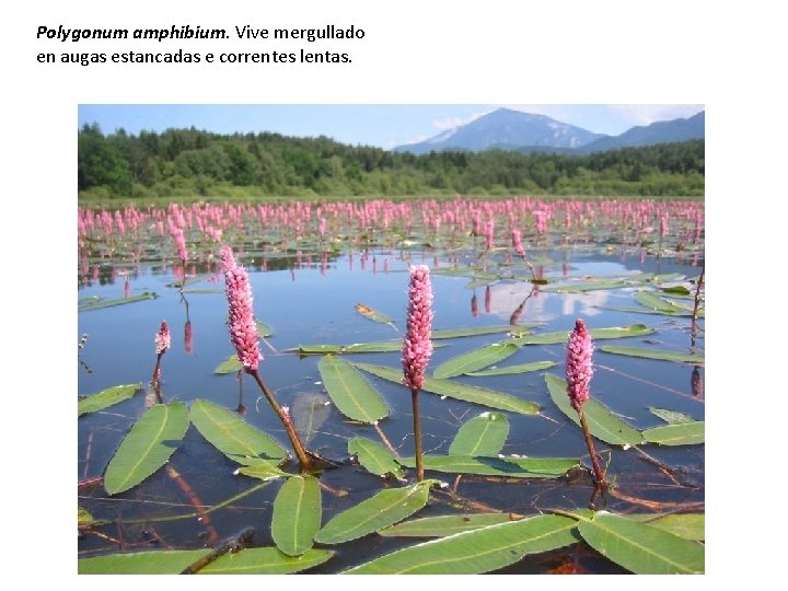 Polygonum amphibium. Vive mergullado en augas estancadas e correntes lentas. 