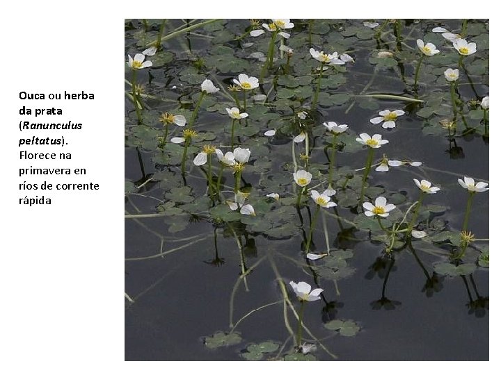 Ouca ou herba da prata (Ranunculus peltatus). Florece na primavera en ríos de corrente