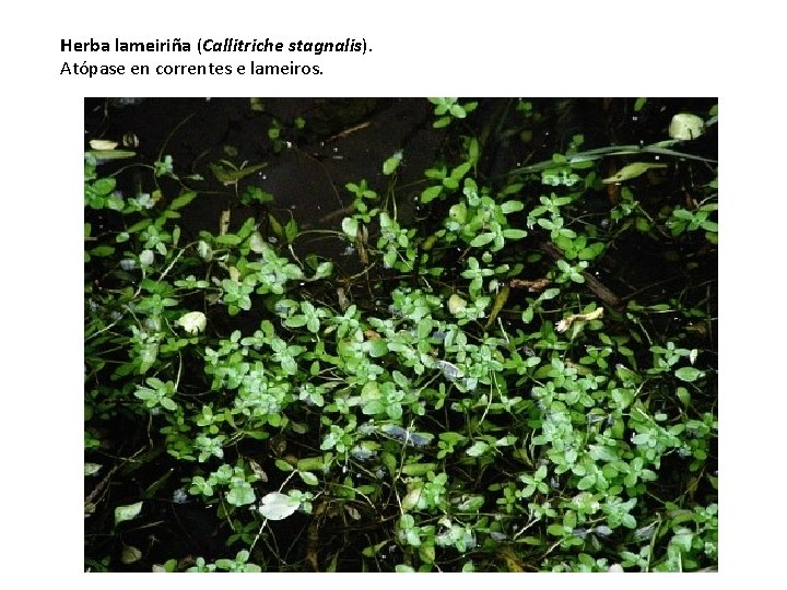 Herba lameiriña (Callitriche stagnalis). Atópase en correntes e lameiros. 