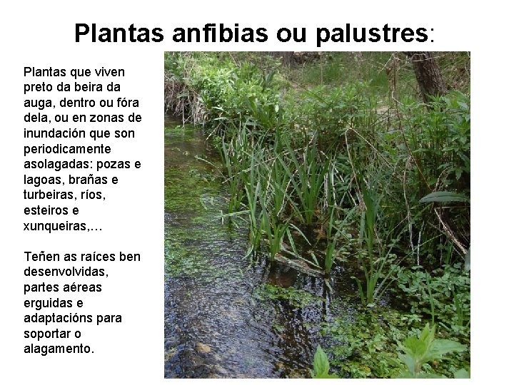 Plantas anfibias ou palustres: Plantas que viven preto da beira da auga, dentro ou