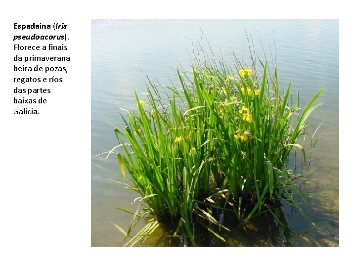 Espadaina (Iris pseudoacorus). Florece a finais da primaverana beira de pozas, regatos e ríos