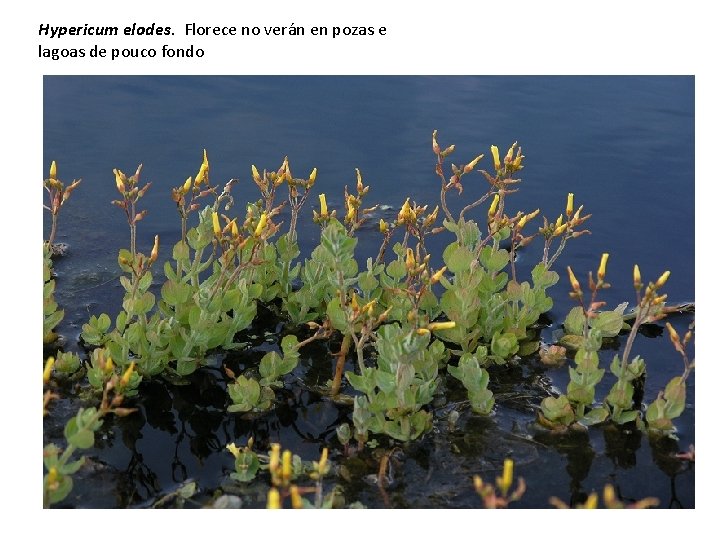 Hypericum elodes. Florece no verán en pozas e lagoas de pouco fondo 