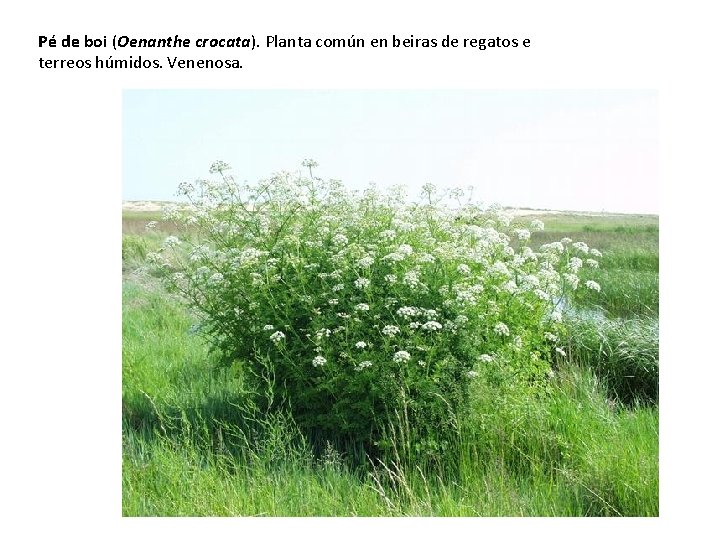 Pé de boi (Oenanthe crocata). Planta común en beiras de regatos e terreos húmidos.