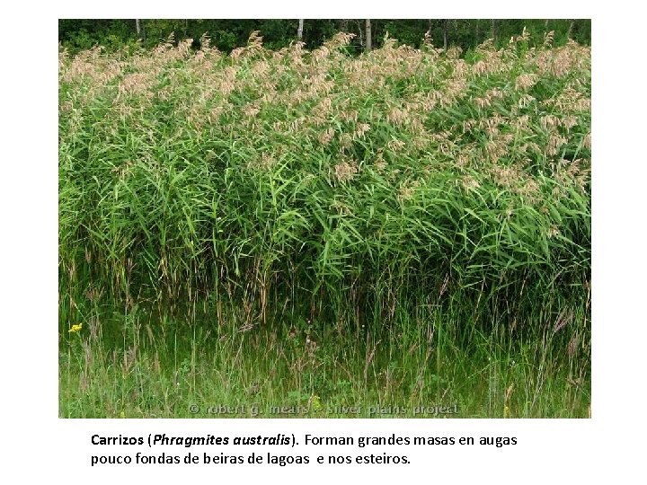 Carrizos (Phragmites australis). Forman grandes masas en augas pouco fondas de beiras de lagoas