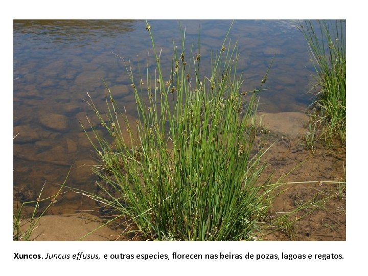 Xuncos. Juncus effusus, e outras especies, florecen nas beiras de pozas, lagoas e regatos.