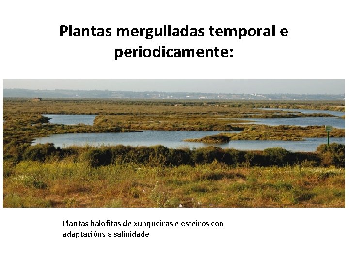 Plantas mergulladas temporal e periodicamente: Plantas halofitas de xunqueiras e esteiros con adaptacións á
