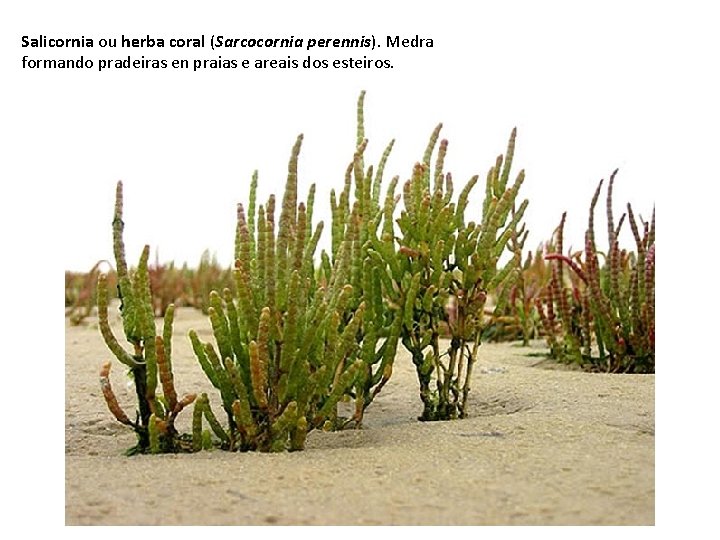 Salicornia ou herba coral (Sarcocornia perennis). Medra formando pradeiras en praias e areais dos