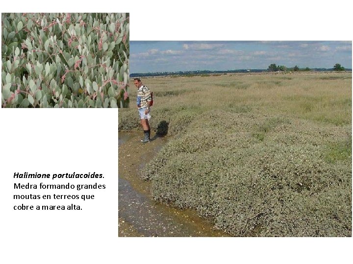 Halimione portulacoides. Medra formando grandes moutas en terreos que cobre a marea alta. 